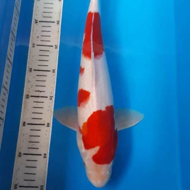 Kohaku