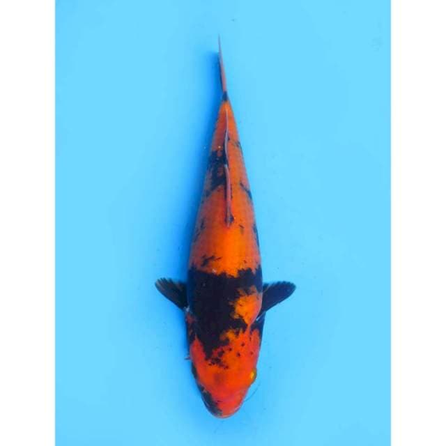 Hi Utsuri Tategoi - 26cm Female