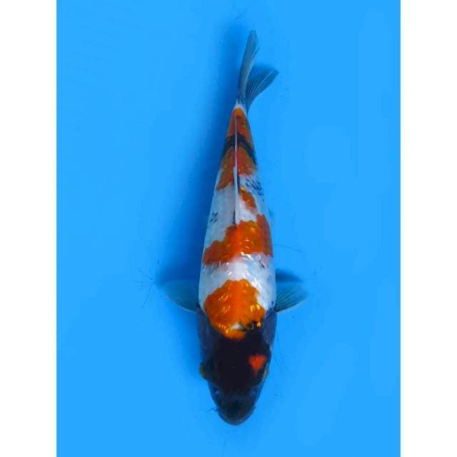 Showa Ginrin Ori - 24cm male