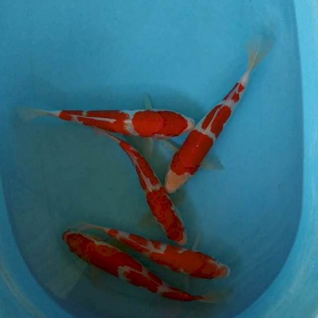 Paket kohaku 5 ekor