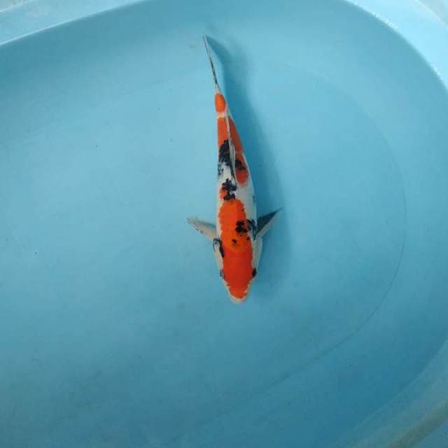 Sanke 28cm