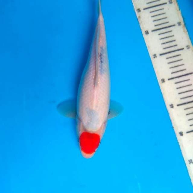 Tancho showa tategoi 30cm