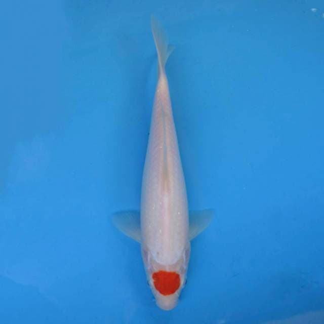 Tancho F1 Mulus