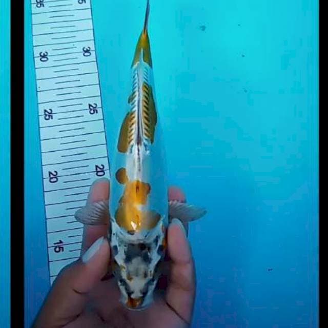 Kikuryu 23 cm