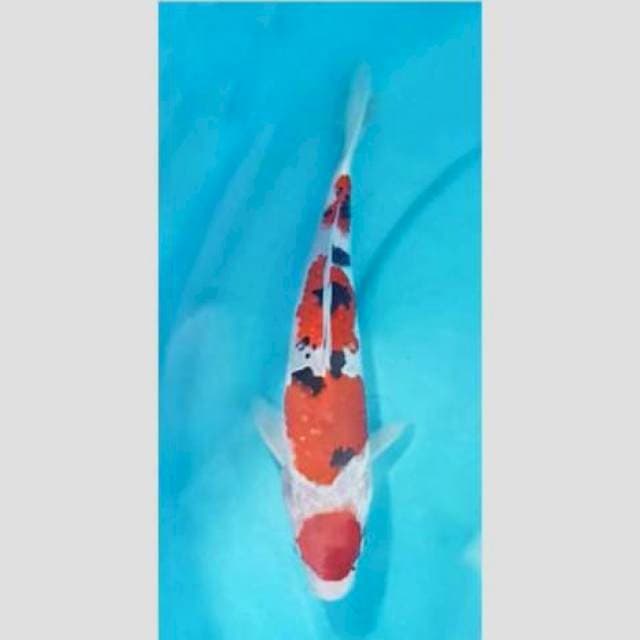 Sanke SQ 25cm