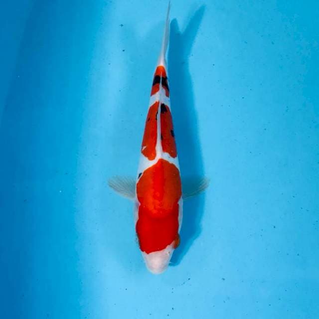 Sanke doitsu, 24 cm
