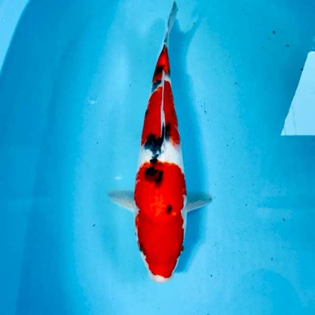 Sanke, 34 cm