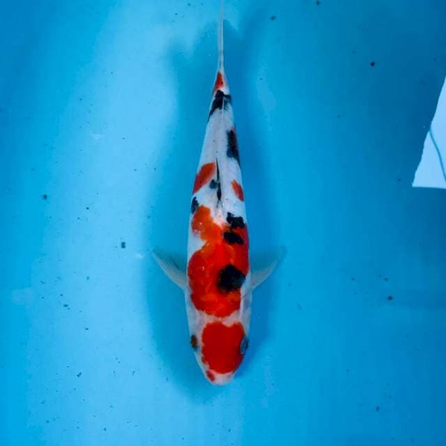 Sanke doitsu, 28 cm