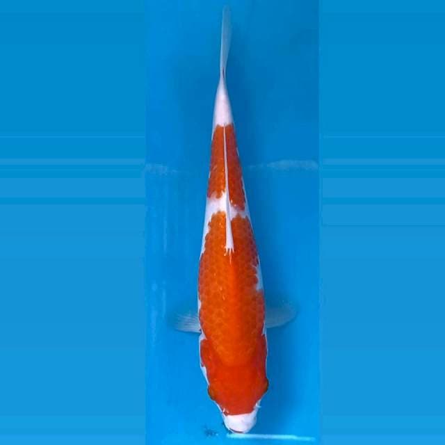 Kohaku, 28 cm