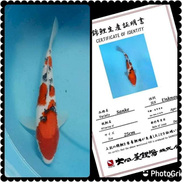 Dainichi Sanke 30bu
