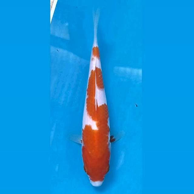 Kohaku, 17 cm