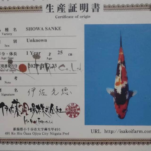 Showa punuk 35 cm super josss🔥🔥🔥