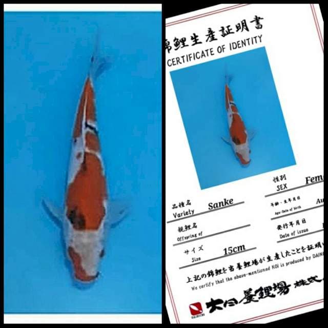 Dainichi Sanke 25bu