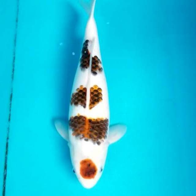 BULKI GOROMO 46 CM. FEMALE