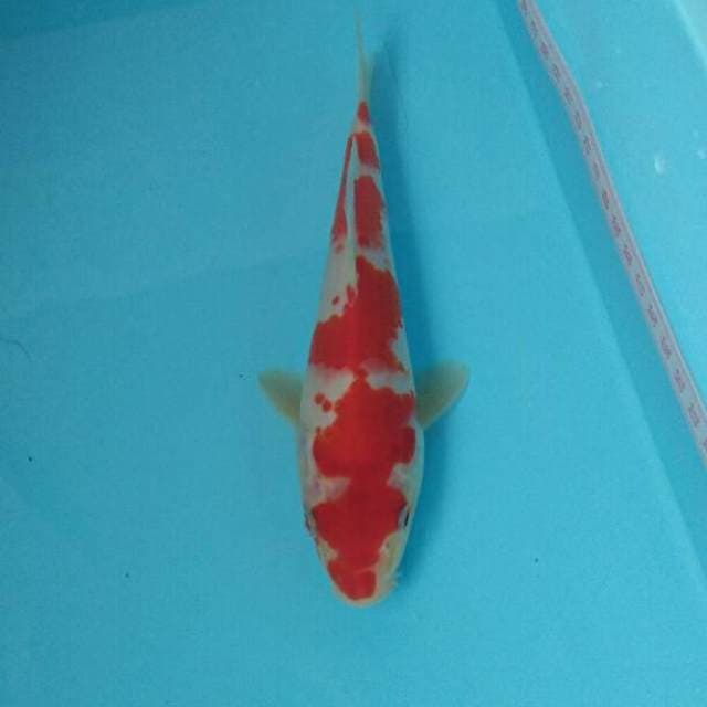 YONDAN KOHAKU original