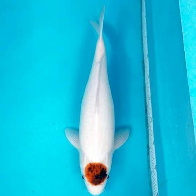 TANCHO GOROMO 43 CM. FEMALE