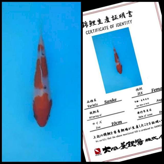 Dainichi Sanke HQ 15bu