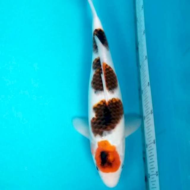 YONDAN GOROMO 39 CM. MALE