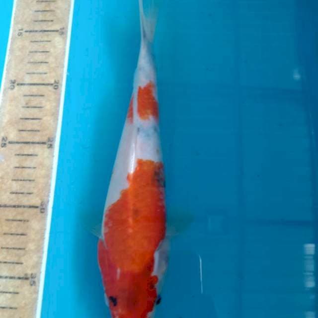 Showa 25cm