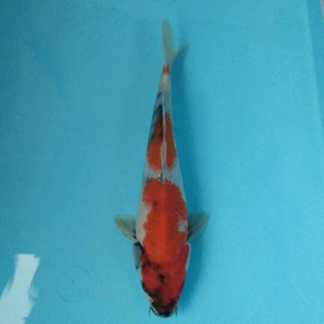 KINDAI's TATEGOI showa