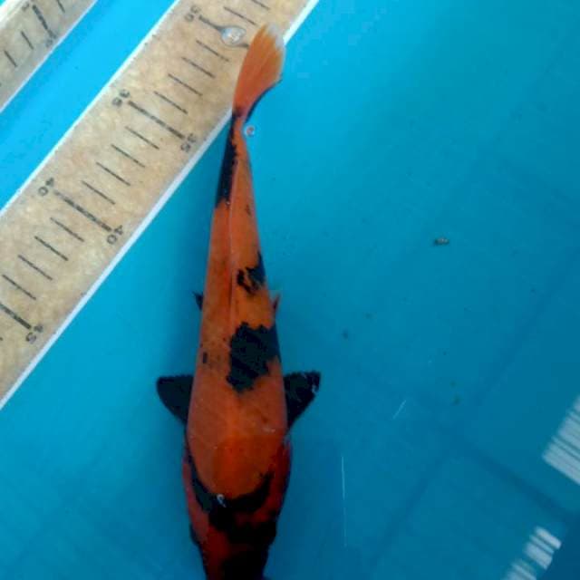Hiutsuri 22cm