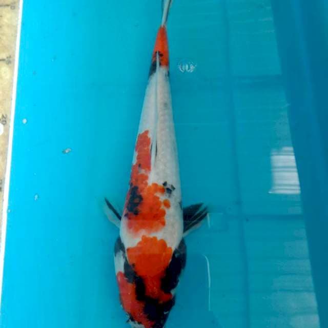Showa 25cm