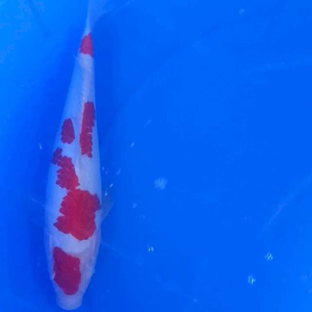 Kohaku HQ 28cm