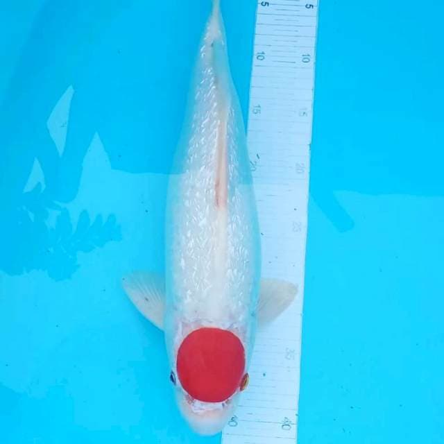 45 CM