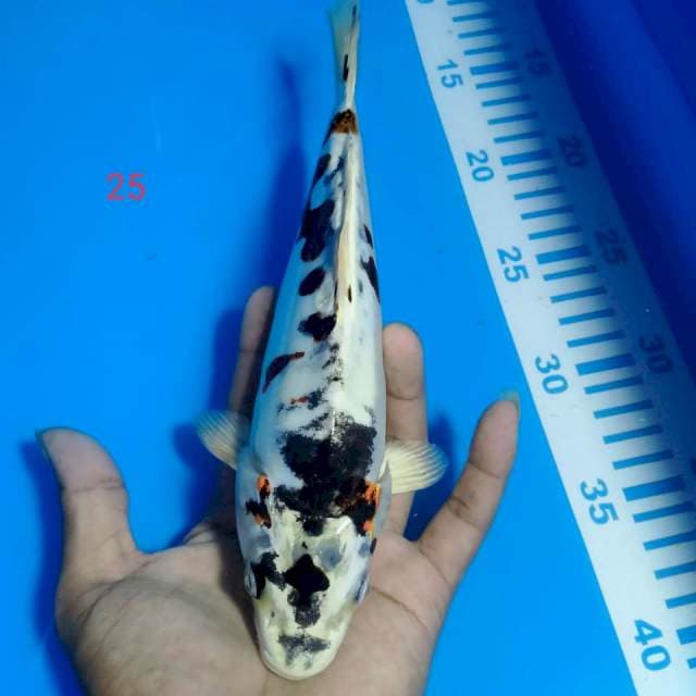 Kikokuryu 25cm