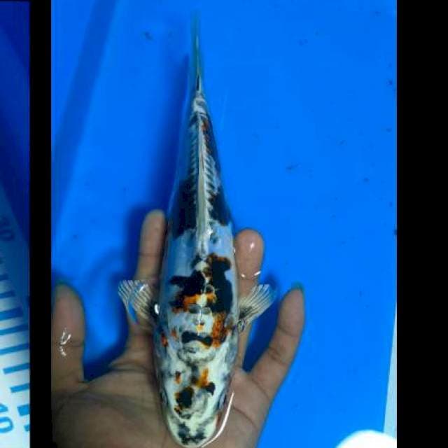 Kikokuryu 25cm