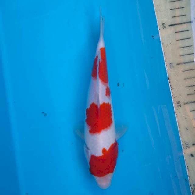 Kohaku Strong 21 cm