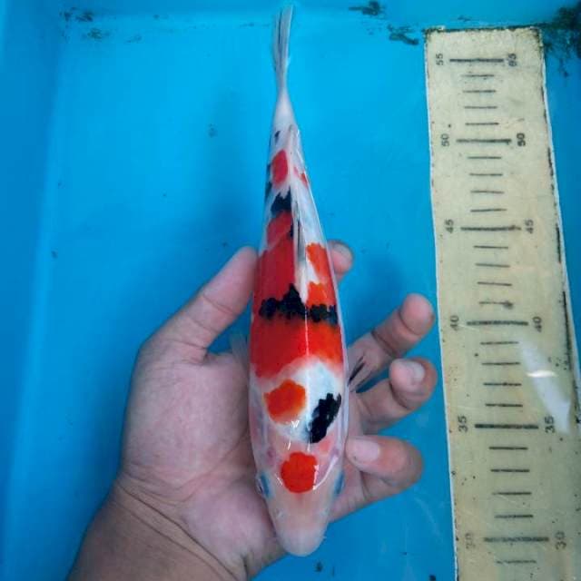 Sanke josss 23 cm