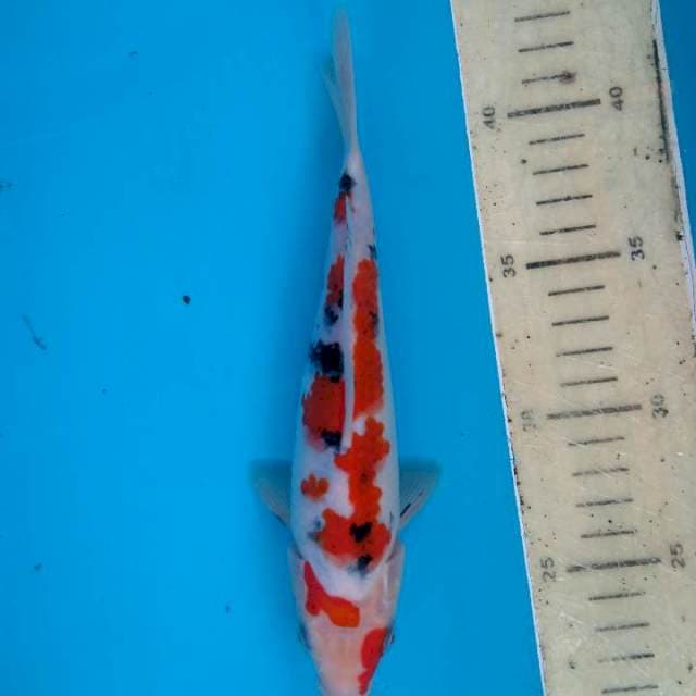 Sanke 20 cm