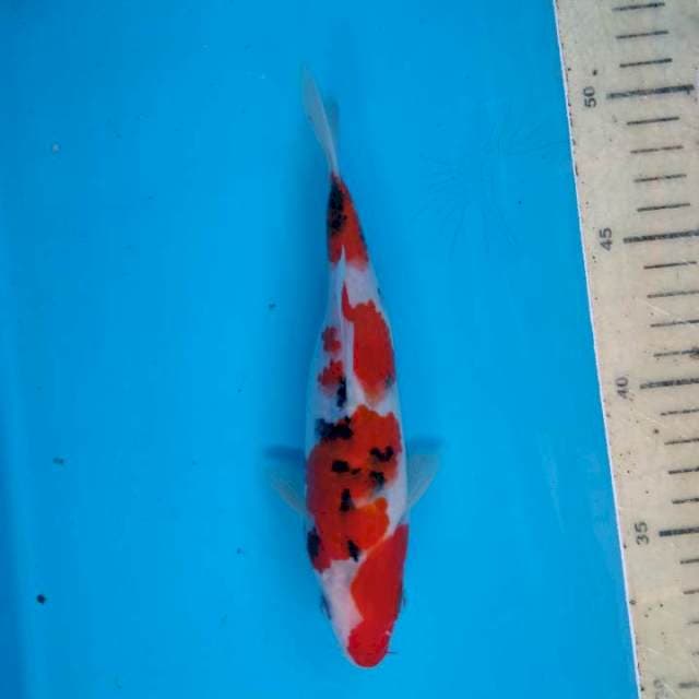 Sanke strong 19 cm