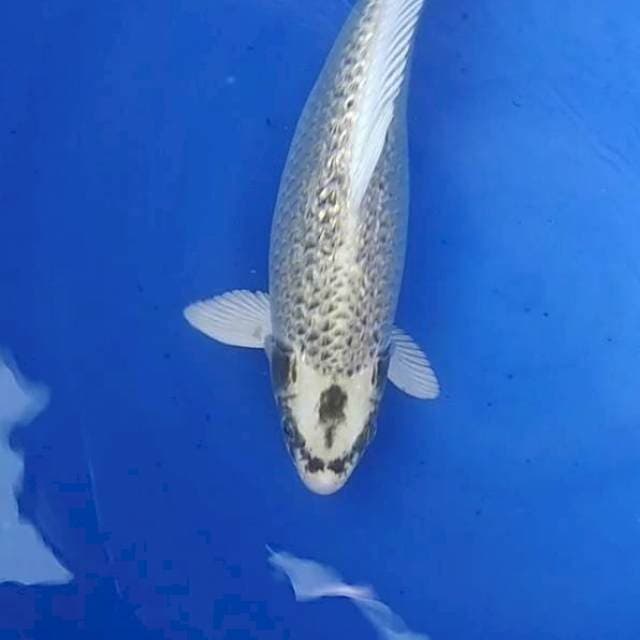 KABUTO GINRIN 40CM