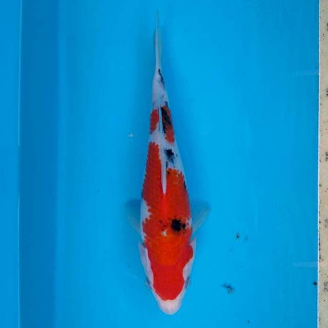Sanke 22 cm