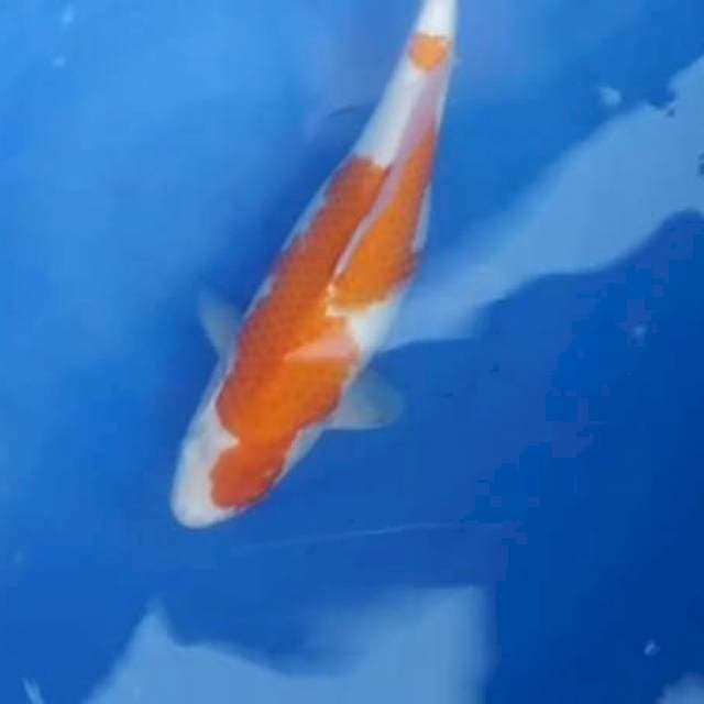 KOHAKU 35CM . GENDONG TELUR