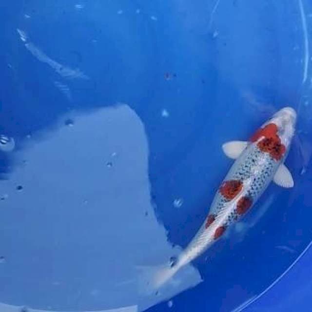 Kujaku 40cm, calon induk
