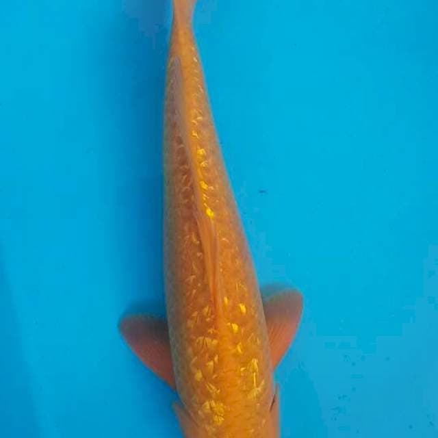 Chagoi Karamel Ginrin F1 Ogata