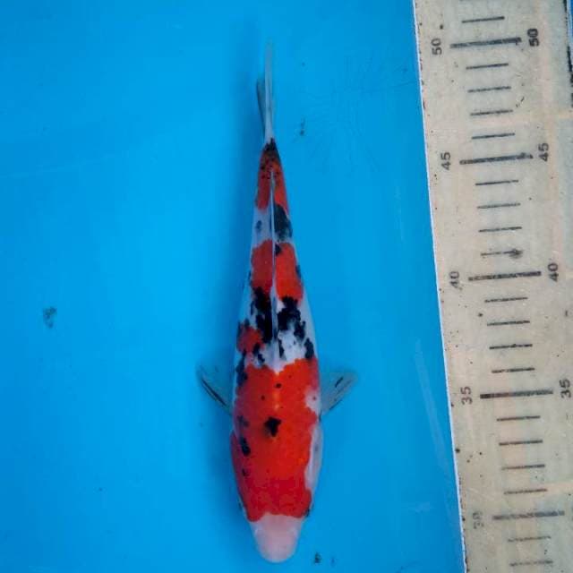 Sanke merah darah 20 cm