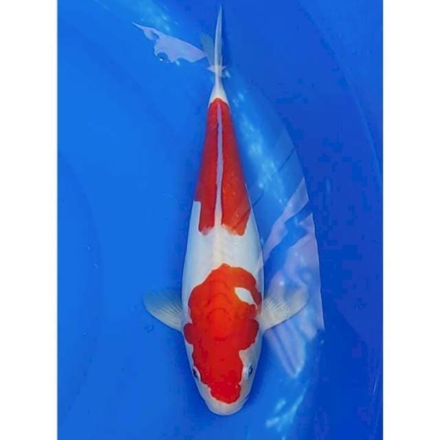 2step Original Doitsu Kohaku 33cm (F)