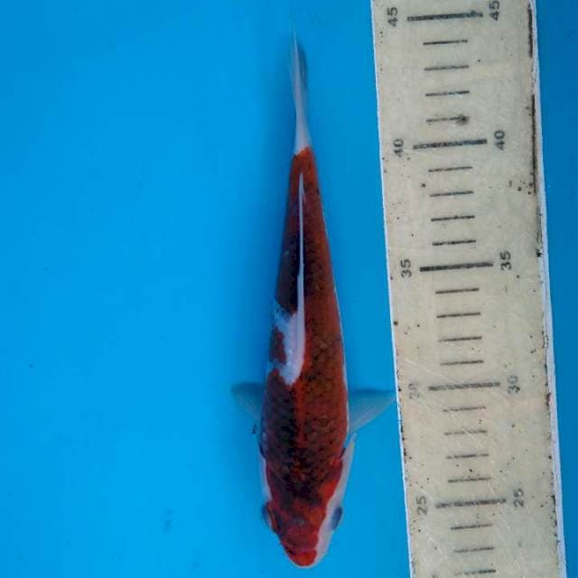 Goromo 21 cm