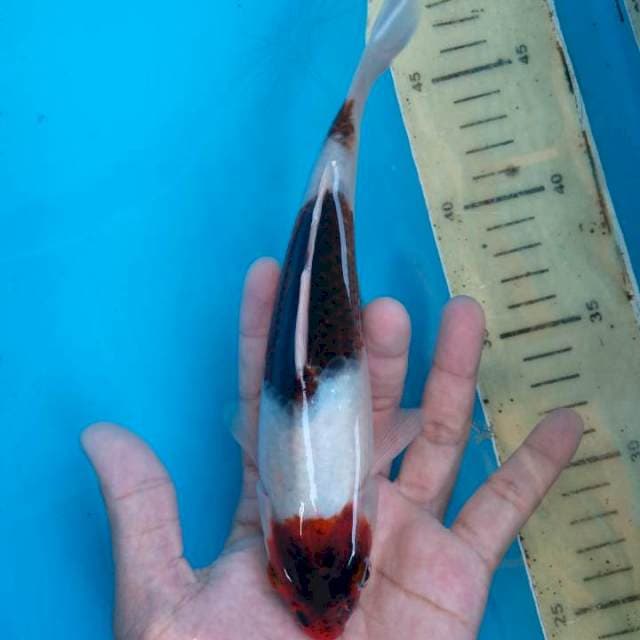 Maruten Goromo 19 cm