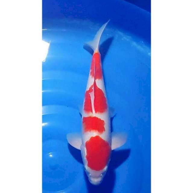 HQ 4step Kohaku Strong 39cm (F)