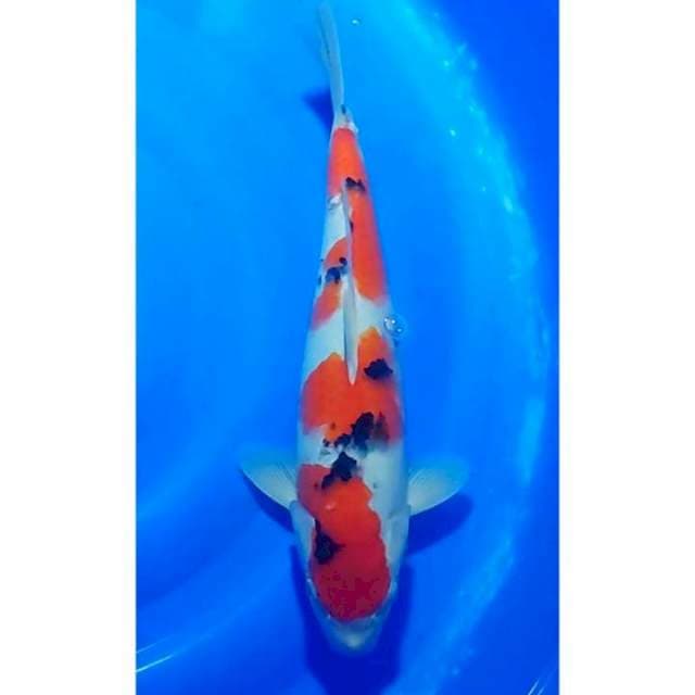 HQ Jumbo Taisho Sanshoku (Sanke) 3step 42cm (F)
