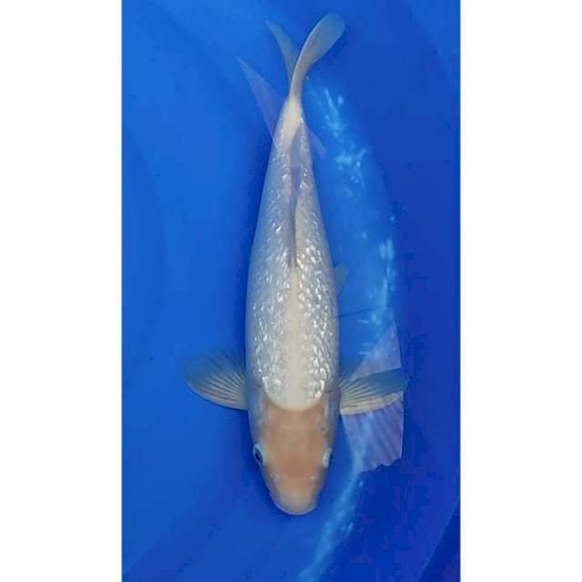Bulky Shiromuji Ginrin Full Padat 38cm (M)