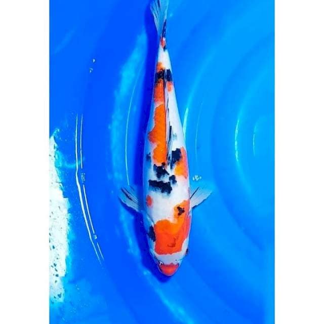 Jumbo Kuchibeni Taisho Sanshoku (Sanke) 41cm (F)