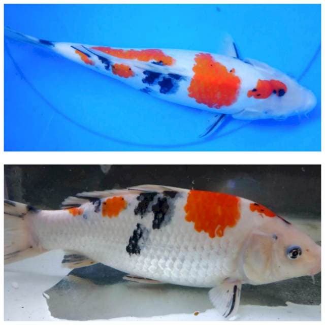 Sanke Jozz 32cm