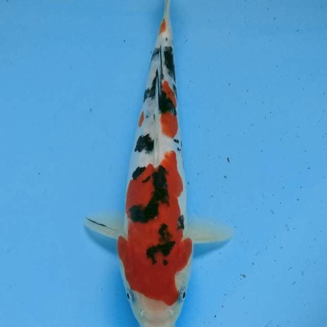 Sanke 25cm