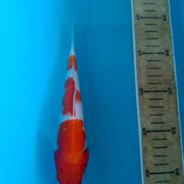 Kohaku 20cm